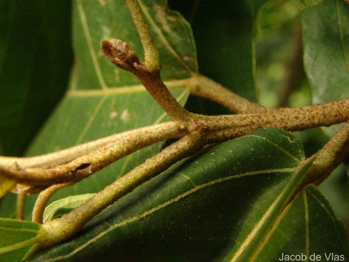 Pityranthe verrucosa Thwaites